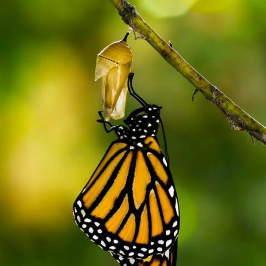 Imagem e semelhança