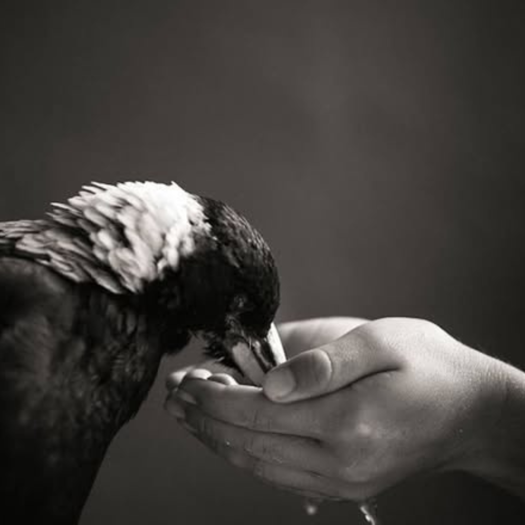 A paz habita no sábio